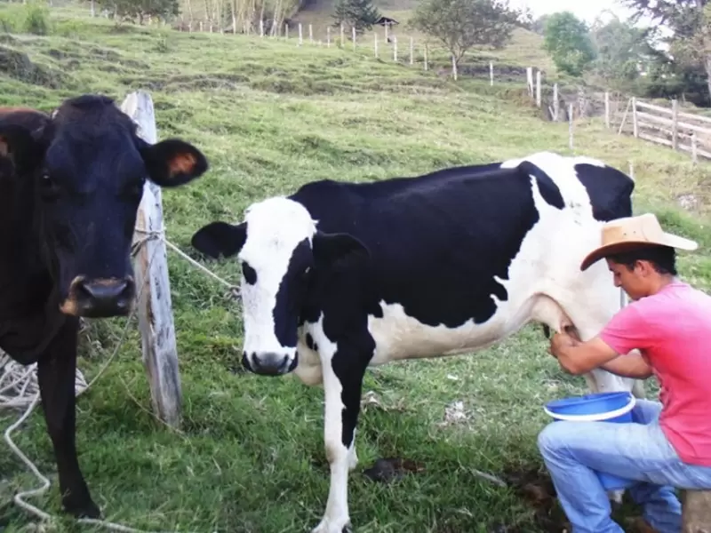 Producción de leche Producción de leche