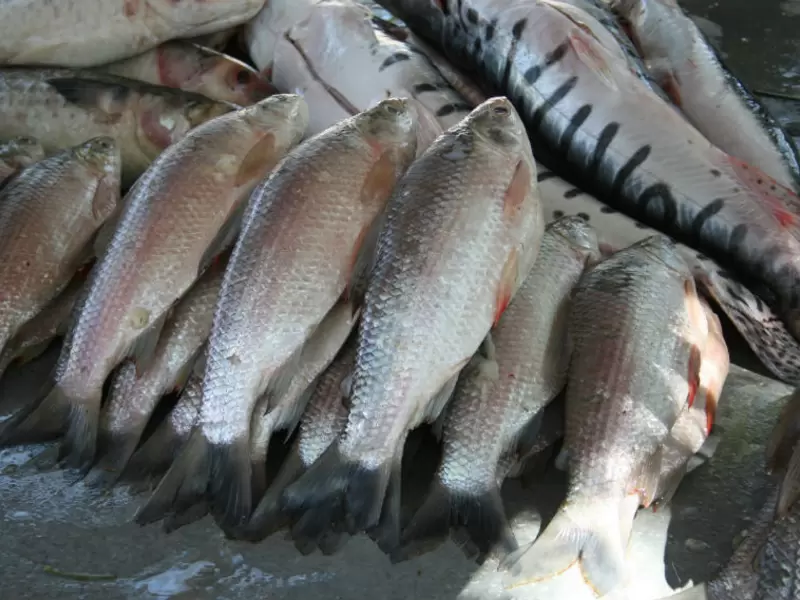 Pescados Pescados