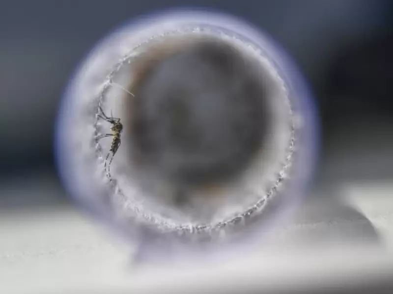 Mosquito del Zika Mosquito del Zika