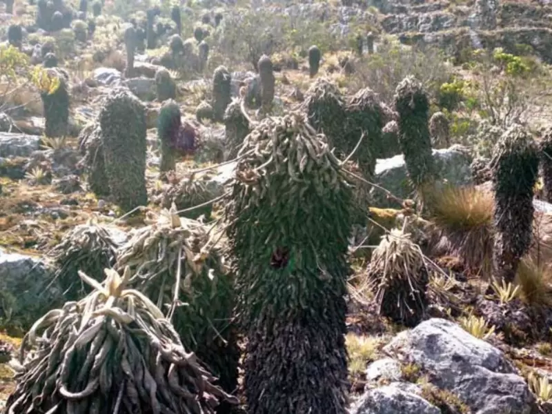 Espeletia lopezzi, especie de frailejón. Espeletia lopezzi, especie de frailejón.