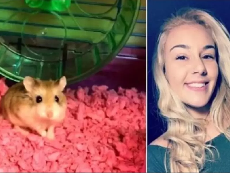hámster hámster