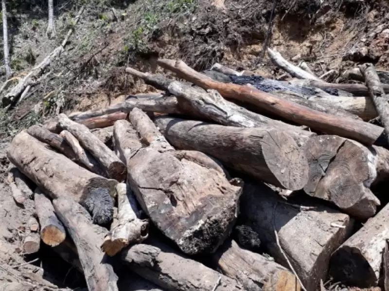 Tala de árboles Tala de árboles