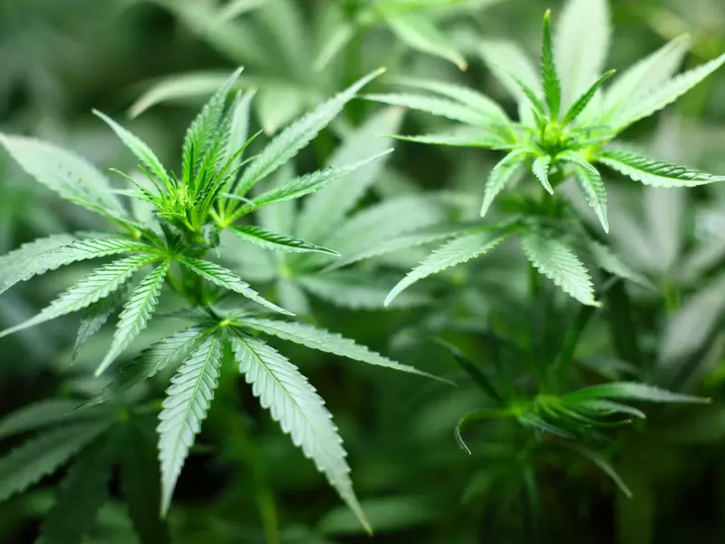 El cannabis podrá ser ingerido en forma de aceites, infusiones o flores secas. El cannabis podrá ser ingerido en forma de aceites, infusiones o flores secas.