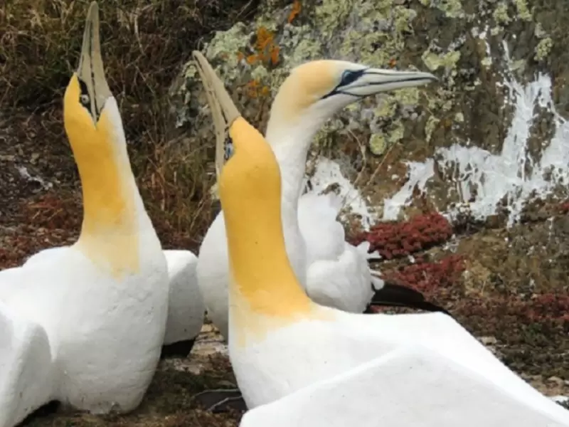 pájaro más solitario del mundo pájaro más solitario del mundo