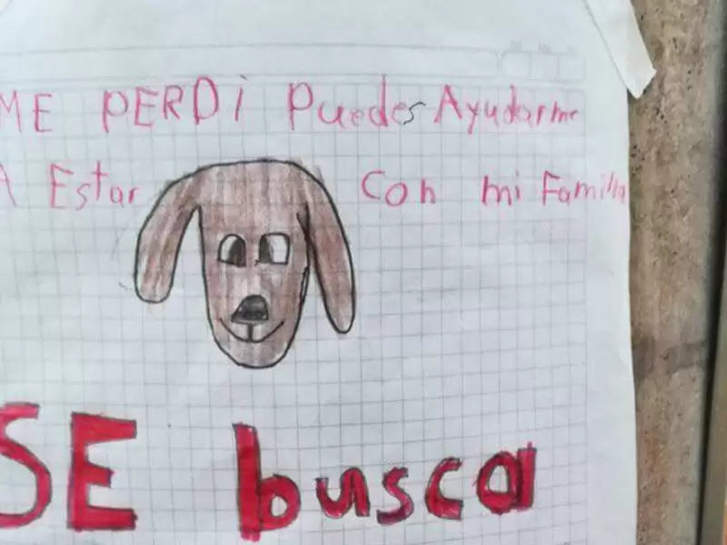 Perrito desaparecido Perrito desaparecido