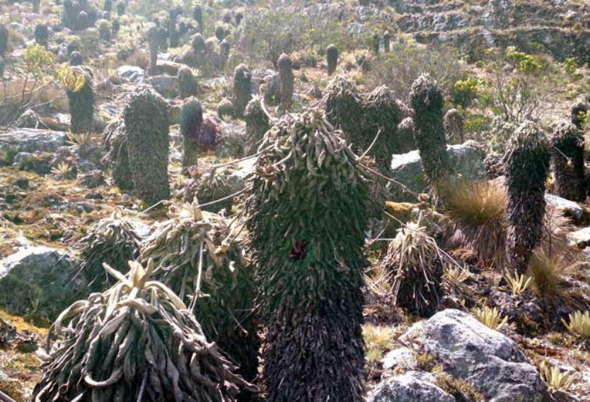 Espeletia lopezzi, especie de frailejón. Espeletia lopezzi, especie de frailejón.