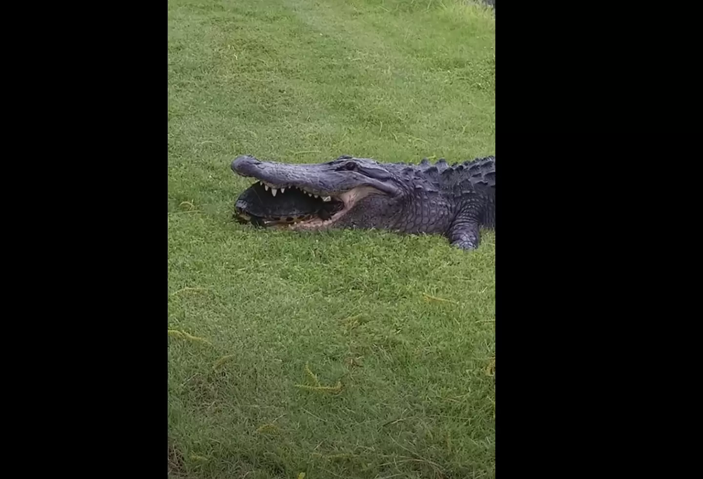 Cocodrilo hirió a un león cachorro y la madre leona se lo devoró | RCN Radio