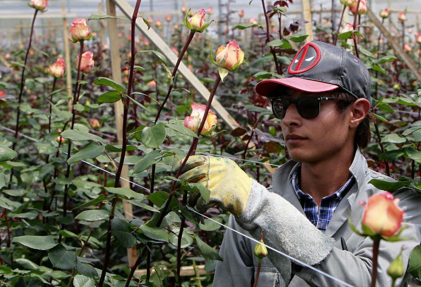 Cultivo de flores colombianas Cultivo de flores colombianas