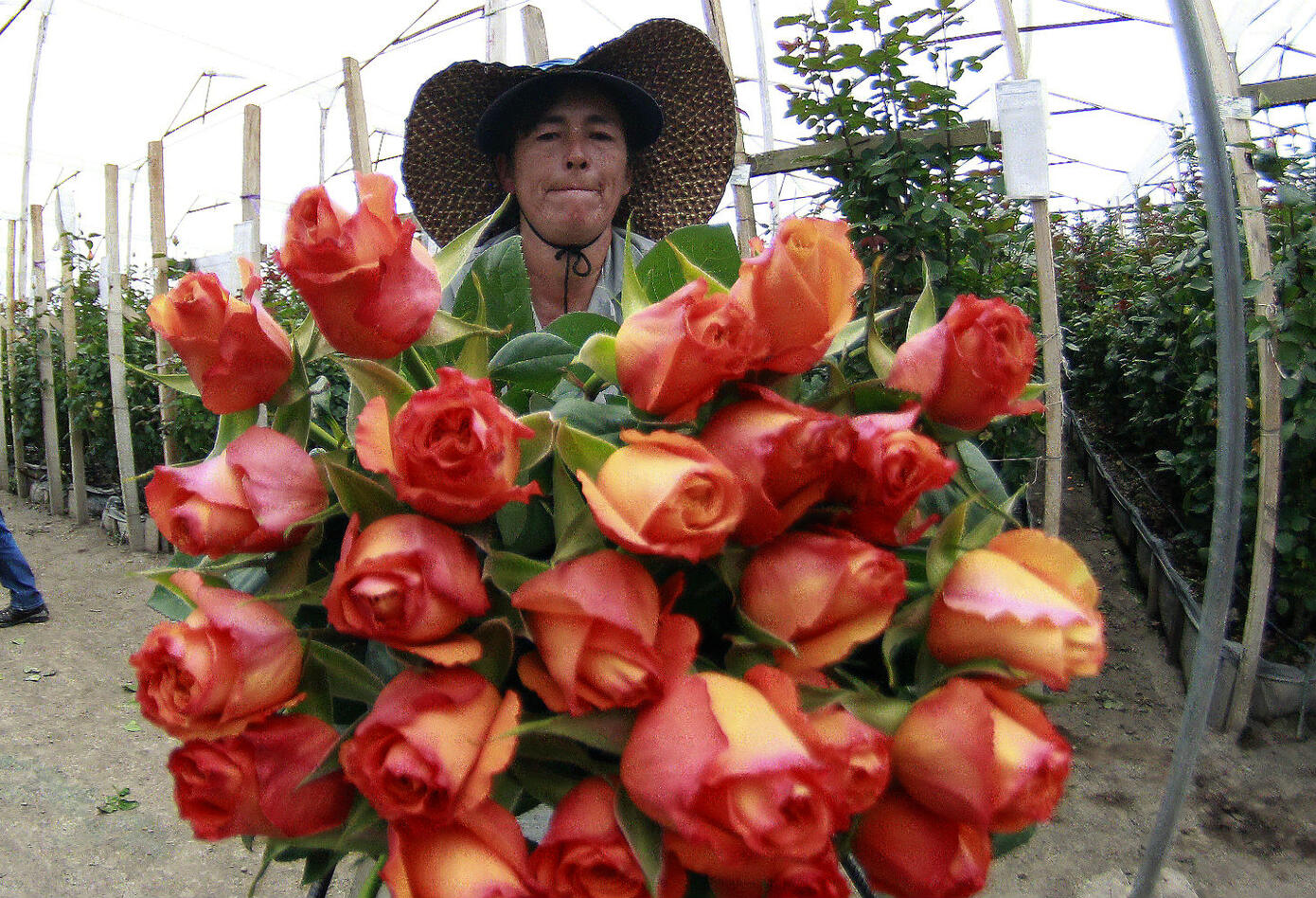 Cultivos de flores colombianas Cultivos de flores colombianas