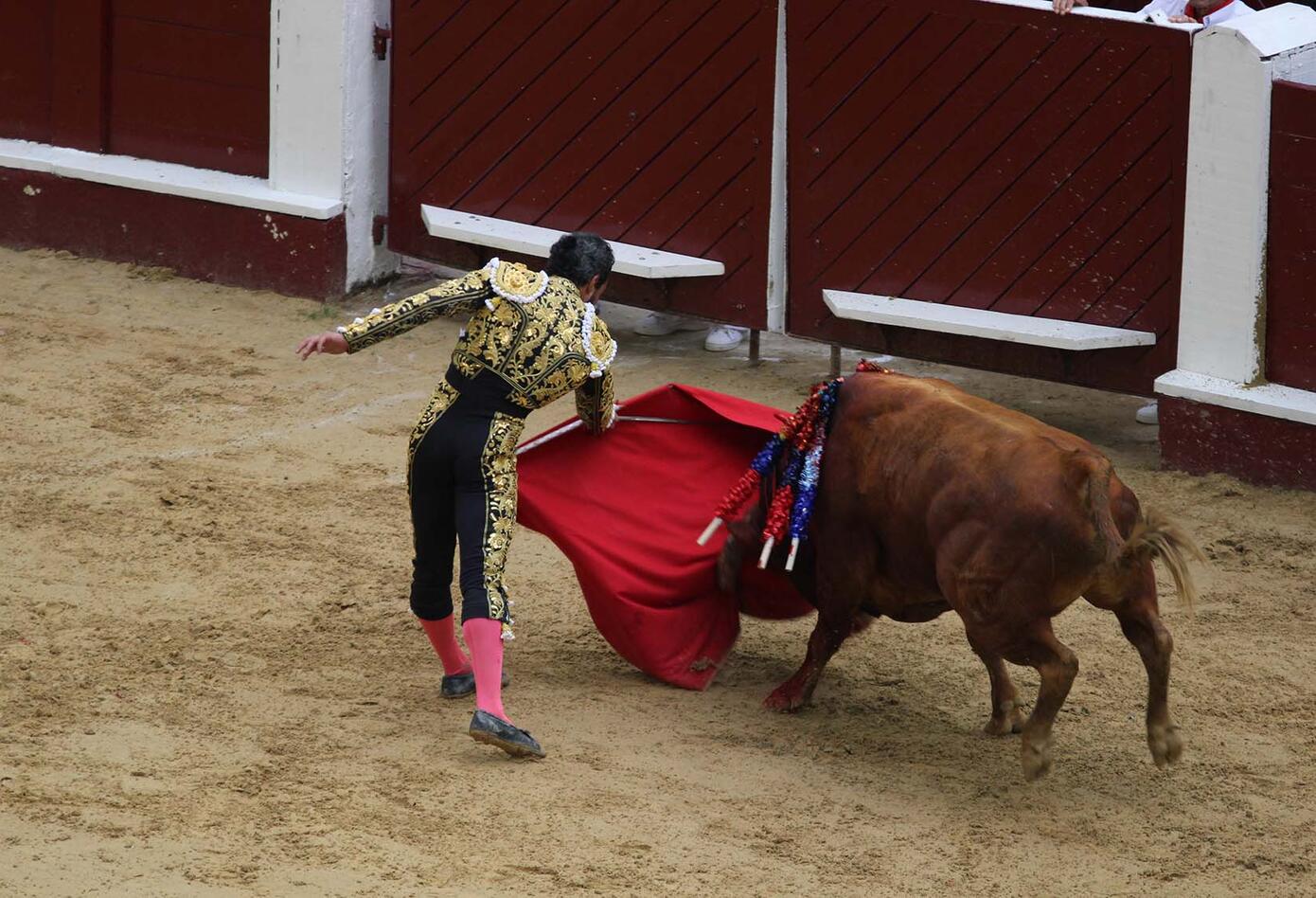 Toros Toros