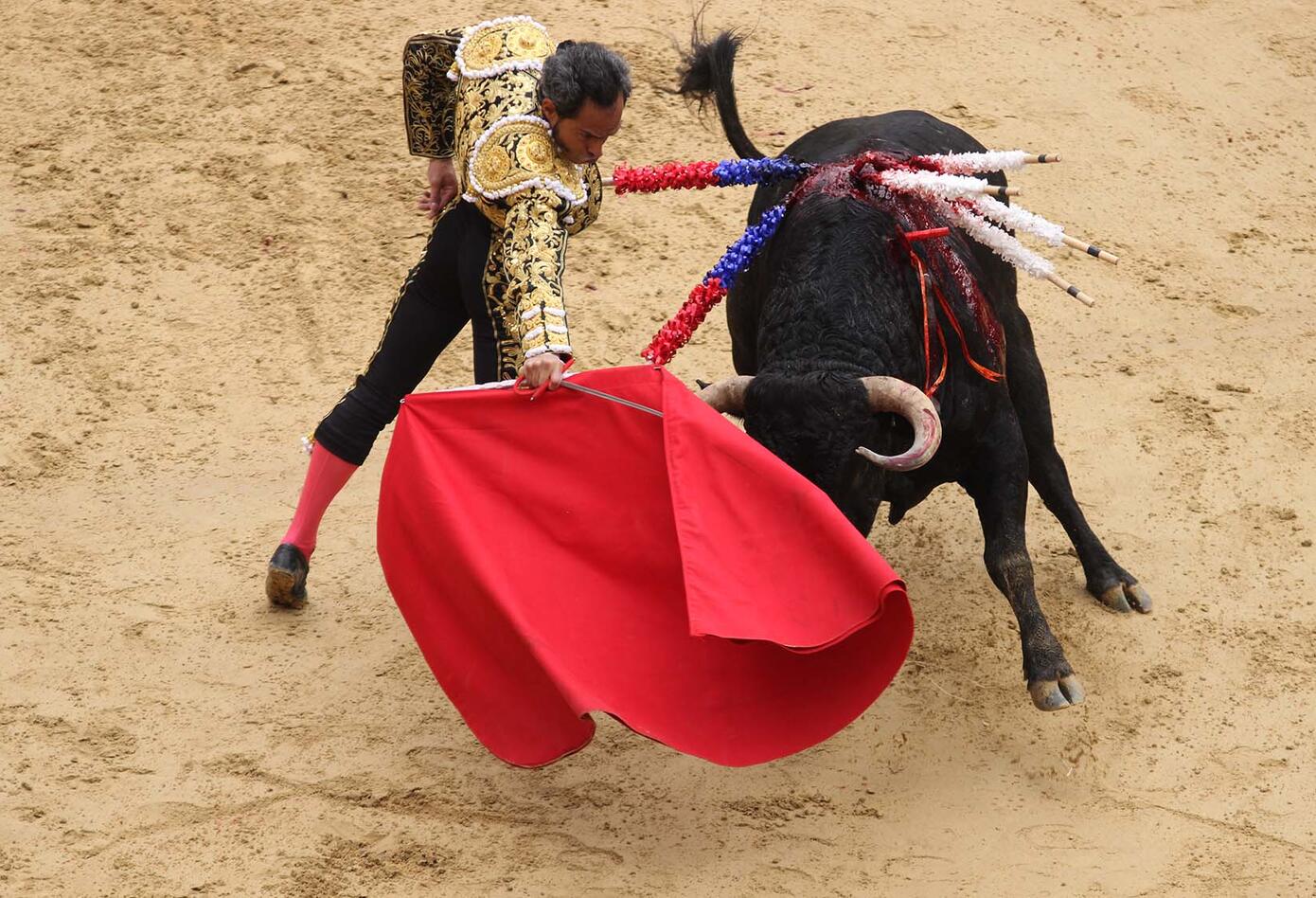 Toros Toros