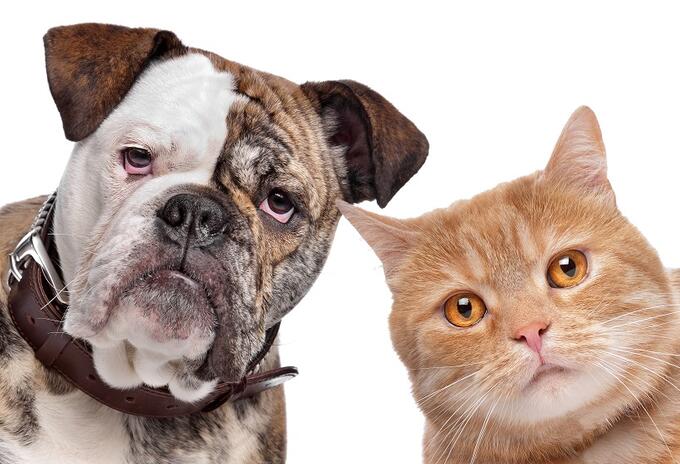 Perro y Gato Perro y Gato