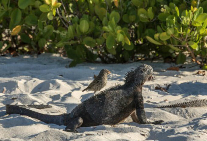 Iguana Iguana