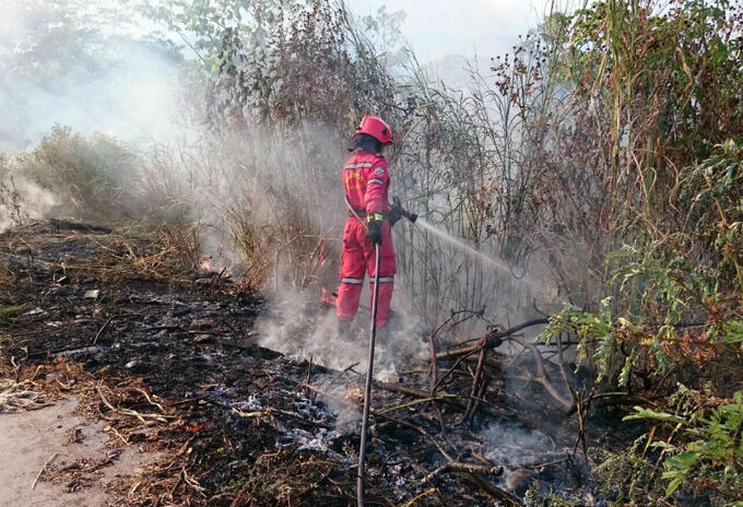 Incendios Forestales Incendios Forestales