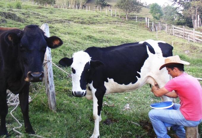 Producción de leche Producción de leche