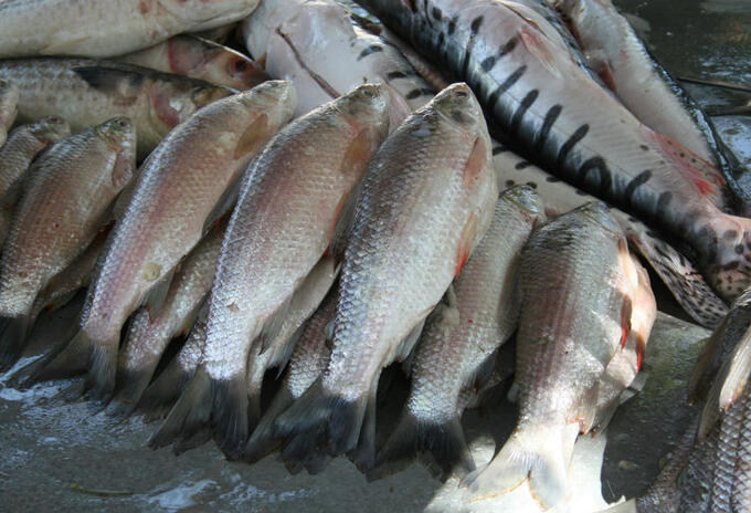 Pescados Pescados