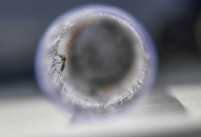 Mosquito del Zika Mosquito del Zika