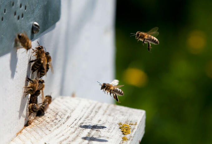 Abejas Abejas