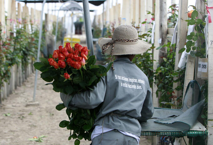 Flores colombianas de exportación Flores colombianas de exportación