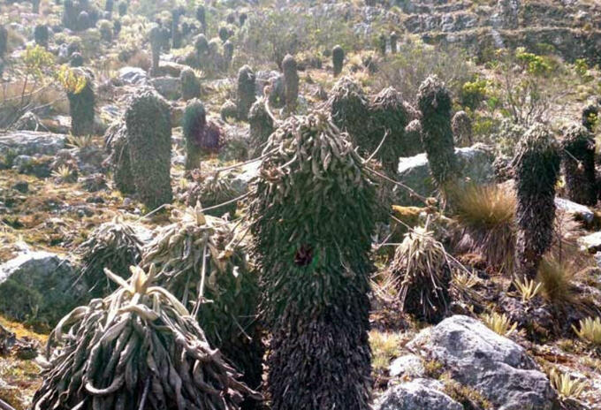 Espeletia lopezzi, especie de frailejón. Espeletia lopezzi, especie de frailejón.