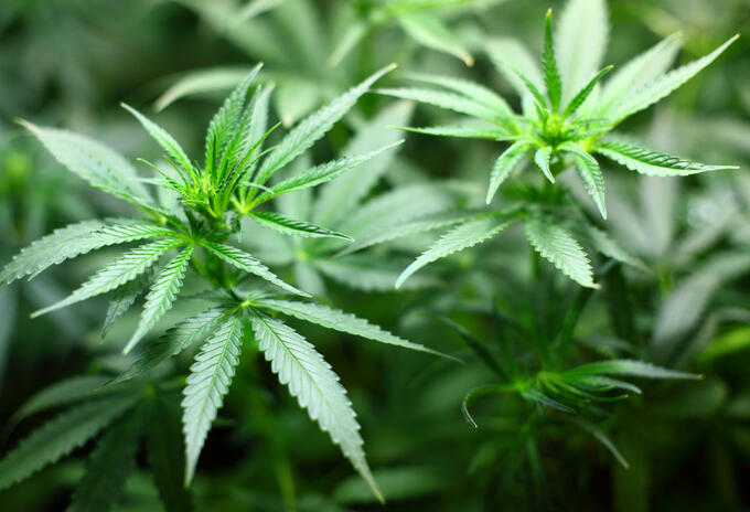 El cannabis podrá ser ingerido en forma de aceites, infusiones o flores secas. El cannabis podrá ser ingerido en forma de aceites, infusiones o flores secas.