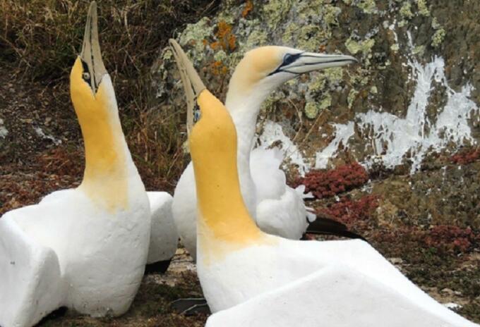 pájaro más solitario del mundo pájaro más solitario del mundo