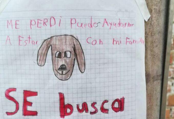 Perrito desaparecido Perrito desaparecido