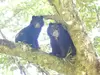 Osos de Anteojos en el Huila
