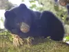 Osos de Anteojos en el Huila