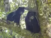 Osos de Anteojos en el Huila