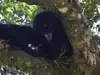 La mamá jugando con el bebé oso.