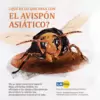 Infografía avispón asesino