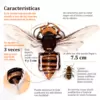 Infografía avispón asesino