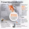 Infografía avispón asesino